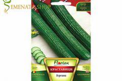 Сортови семена на краставици Гергана – лидерът сред българските дългоплодни сортове