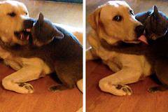 21 смешни снимки на кучета и котки, живеещи заедно