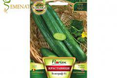 Семена на дългоплодна краставица Телеграф F1 – дълга и много вкусна