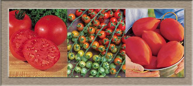Висококачествени Български сортове Домати