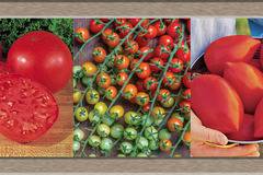 Висококачествени Български сортове Домати