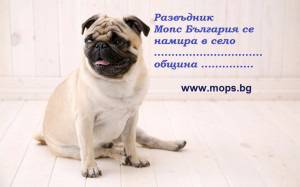 Спечелете чистокръвно бебе Мопс