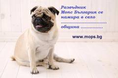 Спечелете чистокръвно бебе Мопс