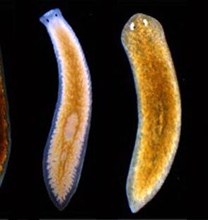 Образ жизни планарии. Среда обитания животного планарии. Планария на теле рыбы. Волоски планарии под микроскопом.