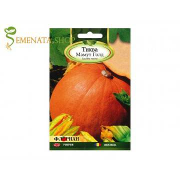 Сортови семена на голяма Тиква Мамут голд (до 27 кг)