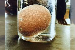 ЗАБАВНА НАУКА: ЯЙЦЕ НА ДУПКИ