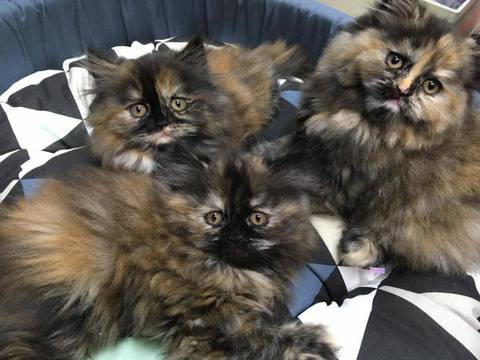 Женски персийски котенца очакват своите стопани в Зооветеринарен център Еврозоовет