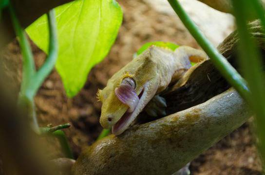 За любителите на по-екзотичните домашни любимци