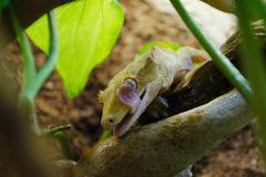 За любителите на по-екзотичните домашни любимци