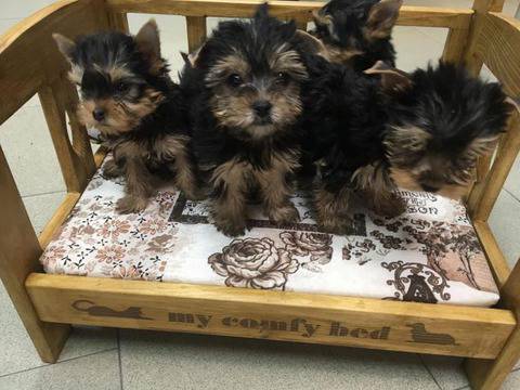 Малки игриви Йоркита очакват своите стопани в Зоомагазин Еврозоовет