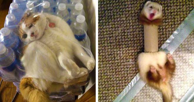 18+ животни в беда, на които ще ти бъде малко гузно, че се смееш