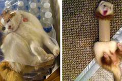 18+ животни в беда, на които ще ти бъде малко гузно, че се смееш