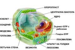 Растителна клетка – строеж и функции – АМР – ABRITVS