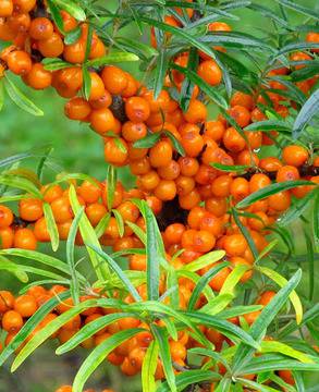 Супер билката облепиха (морски зърнастец)