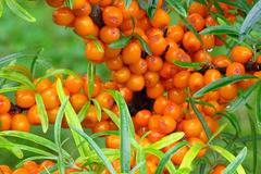 Супер билката облепиха (морски зърнастец)