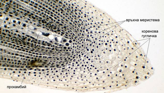Растителни тъкани – видове и функции – АМР – ABRITVS