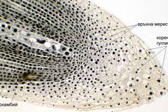 Растителни тъкани – видове и функции – АМР – ABRITVS