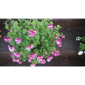 Кошница мини английско мушкато-ОЧАКВАН ПРОДУКТ