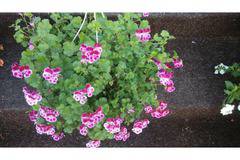 Кошница мини английско мушкато-ОЧАКВАН ПРОДУКТ