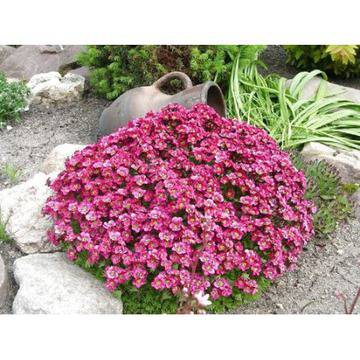 Saxifraga Саксифрага Р6