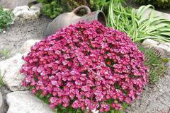 Saxifraga Саксифрага Р6