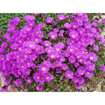 долосперма