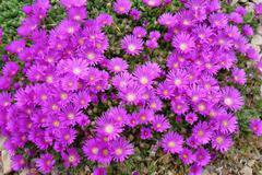 долосперма