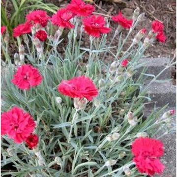 ДИАНТУС (КАРАМФИЛ)