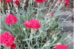 ДИАНТУС (КАРАМФИЛ)