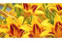 хемероклис