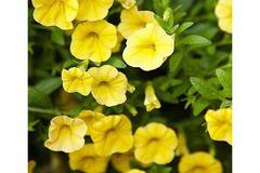 КАТ.№ 200042 Калибрахое Calibrachoa Superbells Yellow