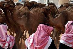 Дисквалифицираха 12 камили от конкурс за красота заради ботокс