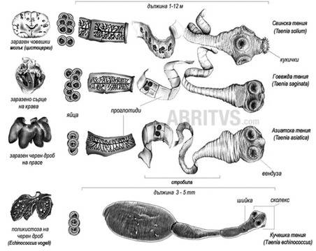 Клас Тении. Говежда, свинска, рибна и кучешка тения – ABRITVS