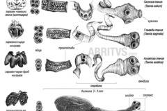 Клас Тении. Говежда, свинска, рибна и кучешка тения – ABRITVS