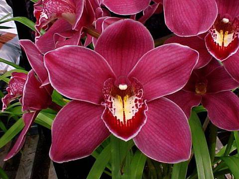 Орхидея Cymbidium