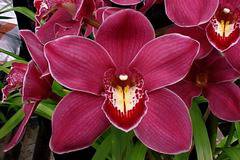 Орхидея Cymbidium