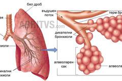 Дихателна система. Дишане. Обмяна на газовете – ABRITVS