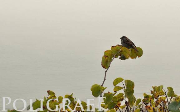 Значителна облачност и слаби валежи от дъжд и сняг ни очакват днес