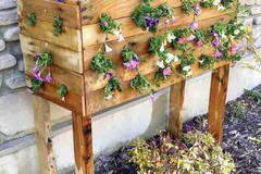 Жена направи 19 дупки в дървеното сандъче за цветя. Пет месеца по-късно? МАГИЧЕСКА КРАСОТА!