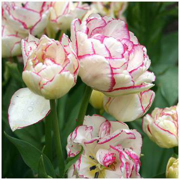 кичесто лале ,продажба на цветя