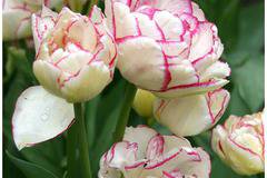 кичесто лале ,продажба на цветя