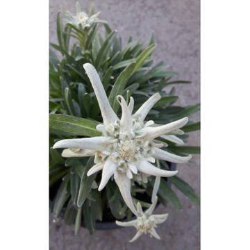 еделвай цветя за градината