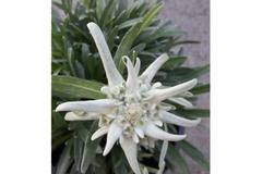 еделвай цветя за градината