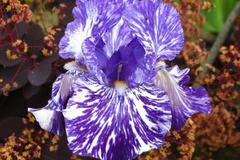 iris многоцветен ирис