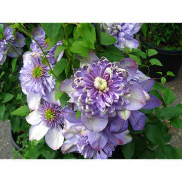 КАТ.№ 101242 Clematis Blue Light КЛЕМАТИС синя светлина