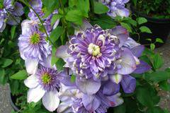 КАТ.№ 101242 Clematis Blue Light КЛЕМАТИС синя светлина