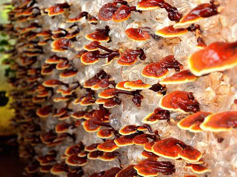 Гъба рейши – гъбата на безсмъртието