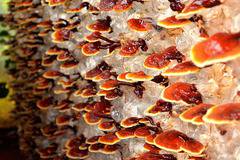 Гъба рейши – гъбата на безсмъртието