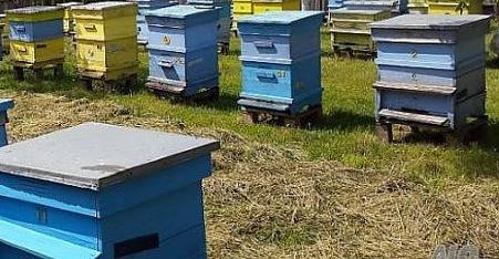 Пчелари търсят помощ от държавата :: Скандал - всички скандали | новини, икономика, еко, спорт, свят, анализи, шоу,...