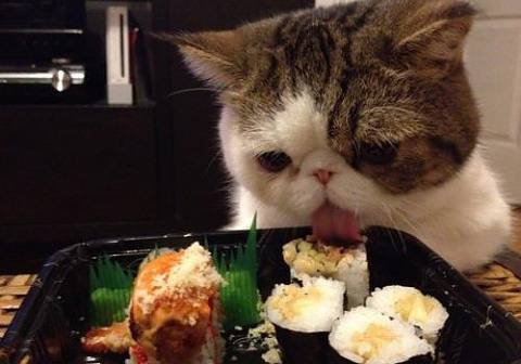 Учените настояват да възпрепятствате достъпа на котките до храната